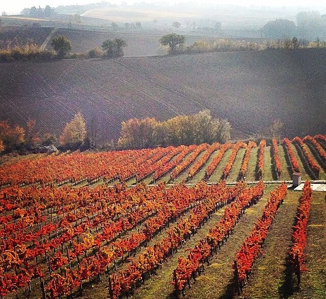 21° Corso di Assaggio dell’Olio Extra Vergine di Oliva