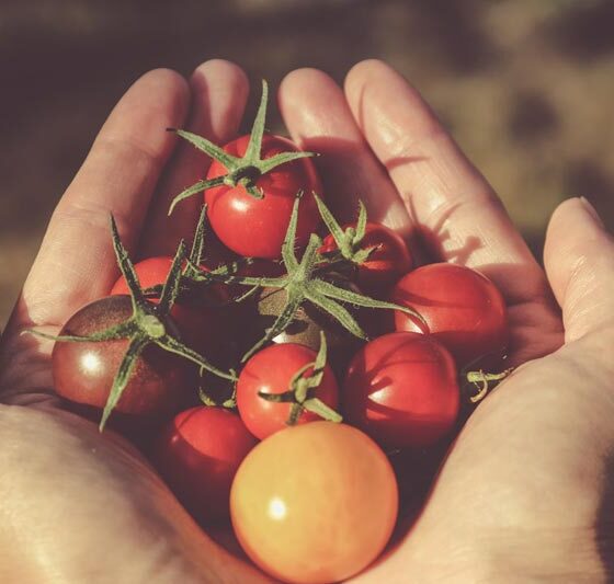 Piatti Vegetariani: Quali tipologia di vino abbinare?