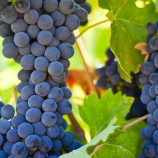 Buona Domenica: Un pranzo classico, caldo, confortevole, dal primo al dolce.