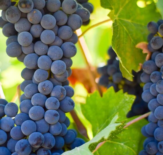 Brunello di Montalcino: la scoperta di un territorio