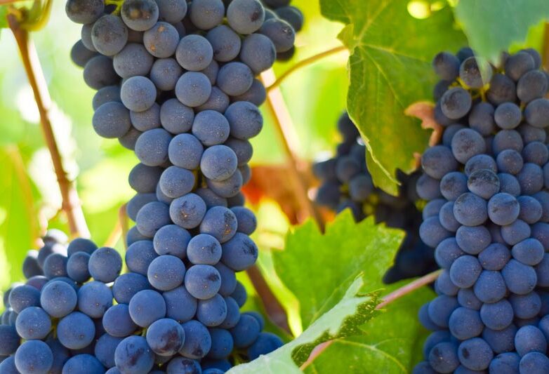 Brunello di Montalcino: la scoperta di un territorio