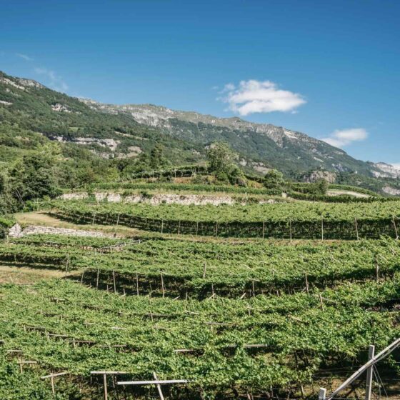 Le scelte di Letrari