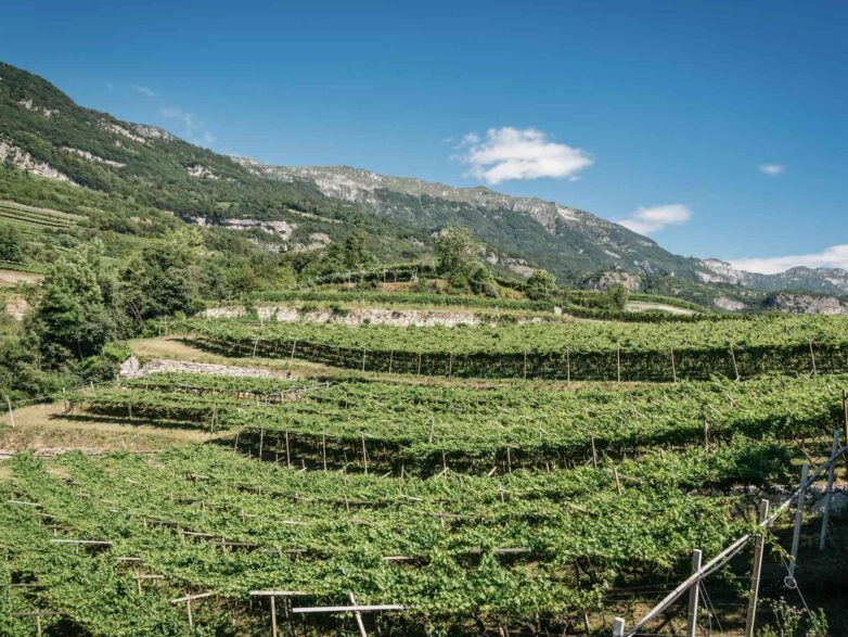 Le scelte di Letrari